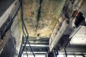 Professional Mold Prevention & Removal  in Arrowhead Beach, NC